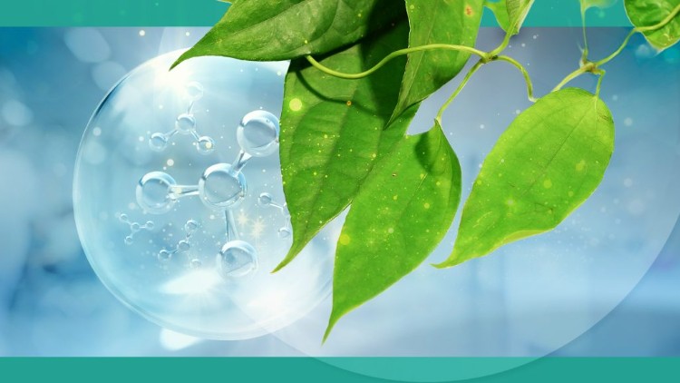 The Rise of Thai Medicinal Grass in Alternative Medicine: A Modern Perspective